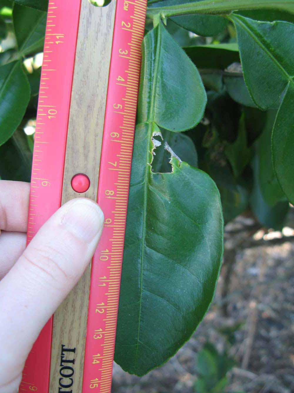              Unifoliolate leaf (Winter Haven, FL)       